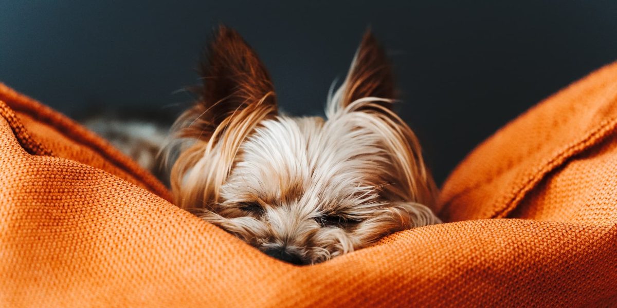 welke hond kan goed alleen zijn