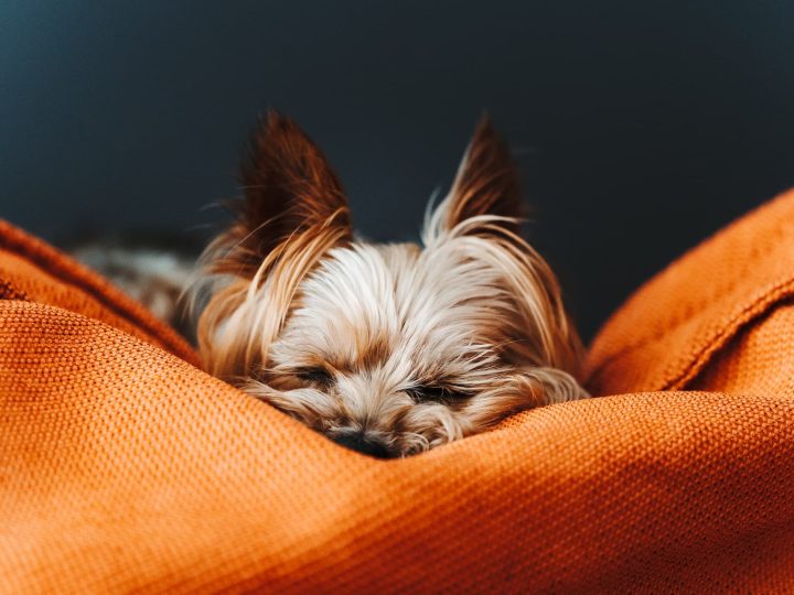 welke hond kan goed alleen zijn