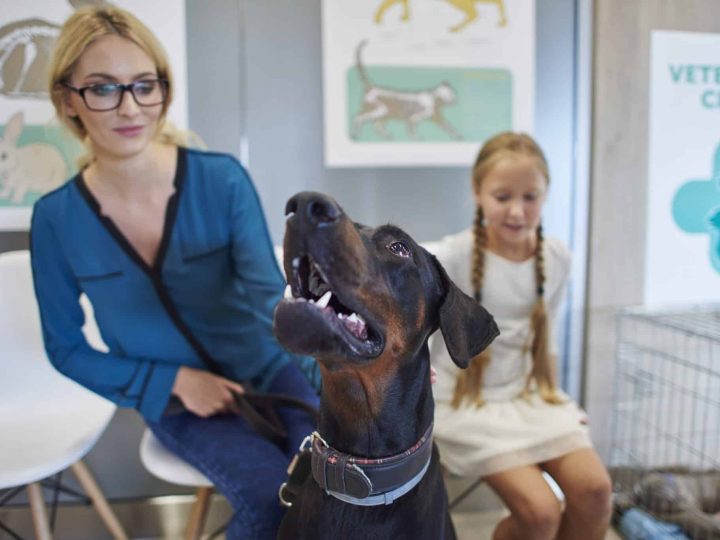 Hondenverzekering van Unive